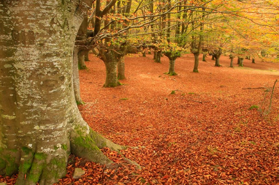 Urquiola, Vizcaya. Donde debería ser otoño todo el año